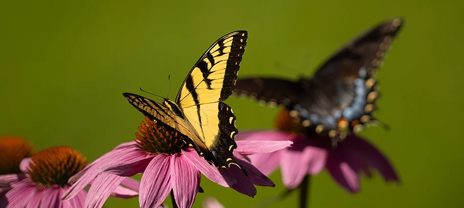 pollinator-garden-leadin
